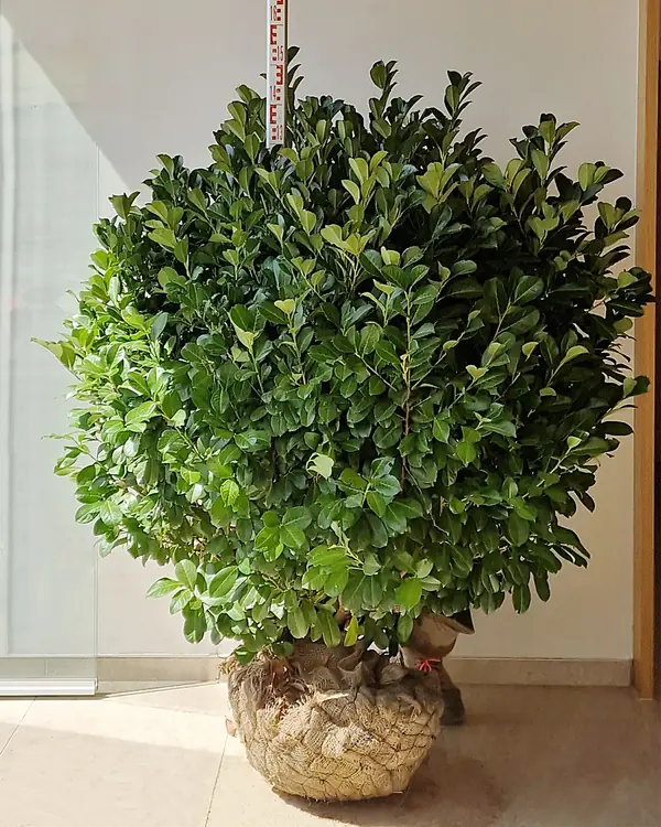 Etna babérmeggy földlabdás 125–150 cm, mérőléccel