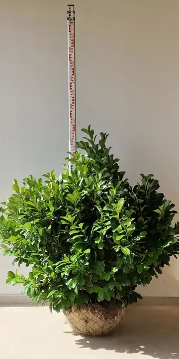 Etna babérmeggy földlabdás, mérőléccel