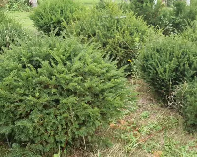 Gömb taxus közelről