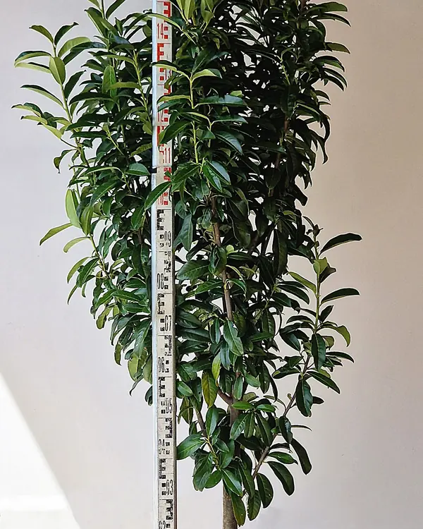 Genolia babérmeggy földlabdás 150–175 cm, mérőléccel