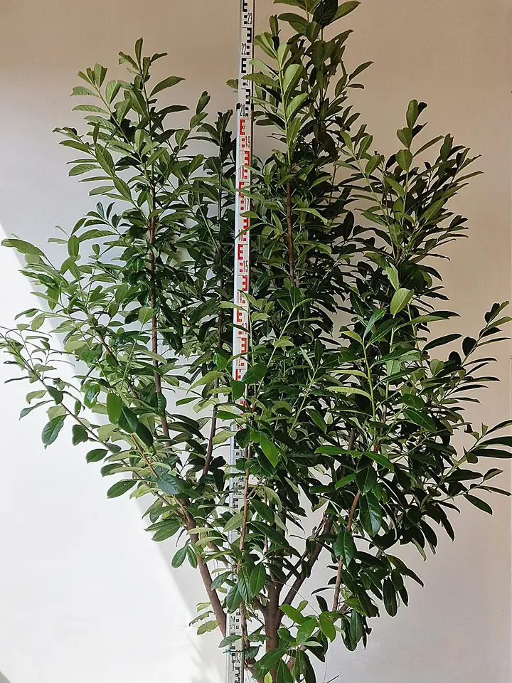 Novita babérmeggy földlabdás, mérőléc mellett, kb. 2,2 m magas