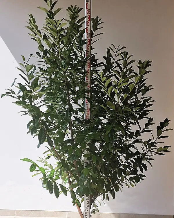 Novita babérmeggy földlabdás 175–200 cm, mérőléccel