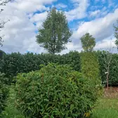 Portugál babérmeggy gömb a faiskolában