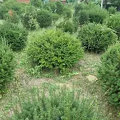 Gömb taxus a faiskolában